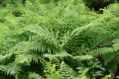 Doğal olarak, yeşil kadın eğreltiotlarının bir araya toplanması, Athyrium filix-femina ormanında