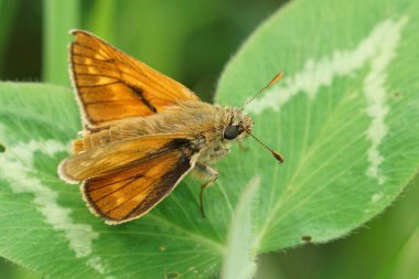 Şirin bir kelebeğin doğal yakın çekimi, yonca yaprağındaki Ochlodes Sylvanus.