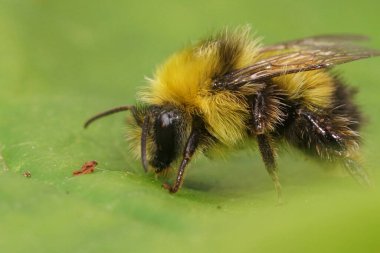 Erken dönem yaban arılarının kabarık tüylü erkeği, yeşil yapraklı Bombus Prenatorum hakkında detaylı bilgi.
