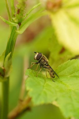 A close-up of a Glass-winged syrphus hoverfly, Syrphus vitripennis perched on a green leaf, surrounded by blurred foliage. clipart