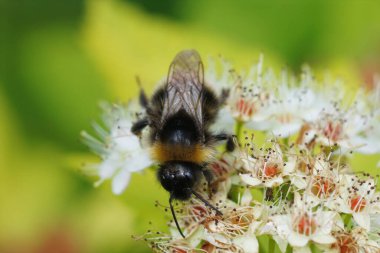 Doğal olarak bir orman guguk kuşuna yakın çekim ya da dört renkli guguk kuşu arısı, beyaz bir çiçeğin üzerindeki Bombus Sylvestris