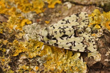 Nadir bulunan merveille du jour baykuş güvesi üzerinde doğal yakın çekim, liken kaplı ahşap üzerinde Moma alpium