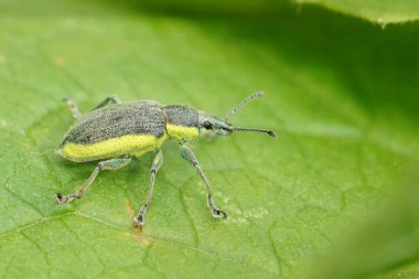 Sarı bantlı yaprak buğday biti, Chlorophanus Viridis, yeşil bir yaprak üzerinde oturuyor.