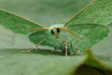 Natural facial closeup on a Large emerald geometer moth, Geometra papilionaria with open wings clipart