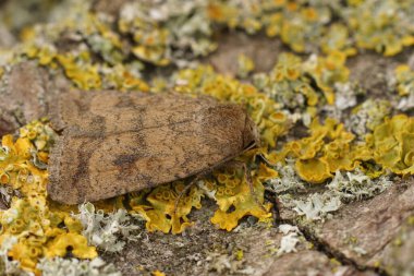 Detailed closeup on a Mottled Rustic owlet moth, Mottled Rustic on a lichen covered wood clipart