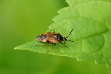 Detailed closeup on a European plant parasite bug, Deraeocoris ruber on a green leaf clipart