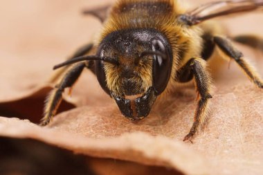 Detailed facial closeup on a female Willughby's leafcutter bee, Megachile willughbiella clipart