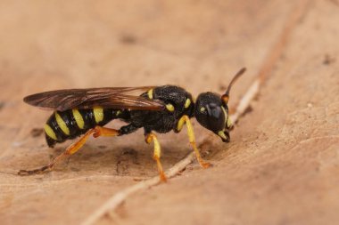 Sarı çizgili kare başlı eşek arısının detaylı görüntüsü Cerceris quiquefasciata, buğday bitlerinin doğal yırtıcısı.
