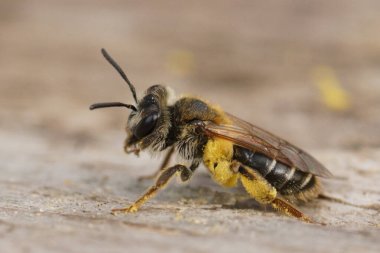 Natural closeup on a female short-fringed mining bee, Andrena dorsata clipart