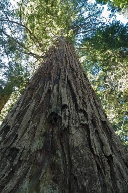 Çerçeveye devasa bir sekoya ağacı hükmediyor. Gövdesi yaş ve güneş ışığıyla kaplı. Yukarıdaki gölgelikten süzülüyor. Sahne, huşu ve doğanın gücünü çağrıştırıyor..