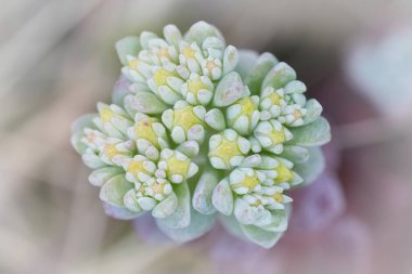 Top view on a flower of the spoon-leaved stonecrop, Sedum spathulifolium at Crescent city, California clipart