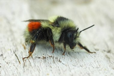 Closeup on a cute , colorful and hairy Black-tailed bumble bee , Bombus melanopygus in Coos County, Oregon clipart