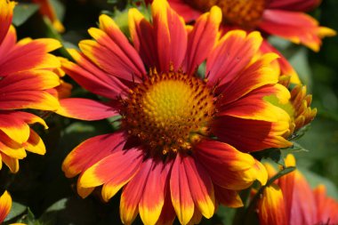 Close-up of vibrant red and yellow Gaillardia aristata flowers in full bloom. clipart