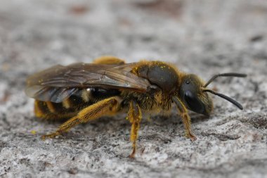Dişi bir arının detaylı yakın plan çekimi, Lasioglossum kalseatum on wood