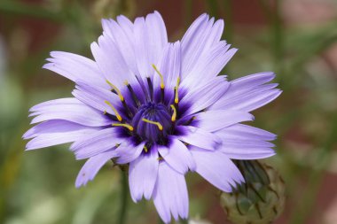 Canlı, mor, mavi, çiçek açan Catananche caerulea yabani çiçeğinin renkli doğal görüntüsü.