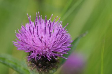 Colorful natural closeup on a vibrant purple flowering Brown knapweed , Centaurea jacea against a green background clipart