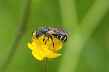 Koyu renkli dişi, dev bir tırtıl arı üzerinde doğal yakın plan Lasioglossum.