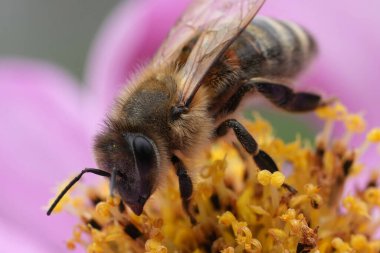 Pembe bir kozmos çiçeğinden polen toplayan işçi bir bal arısının yakın çekimi..