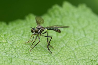 Çizgili bacaklı soyguncu Dioctria Hyalipennis 'in doğal yakın çekimi.