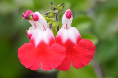 Close-up of a red and white Salvia microphylla flower with blurred green background. clipart