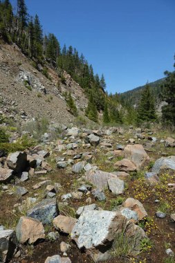 Dağınık kayalarla ve küçük sarı çiçeklerle çevrili kayalık bir arazi, çam ağaçları ve berrak mavi bir gökyüzünün altında dağlık bir zemin..