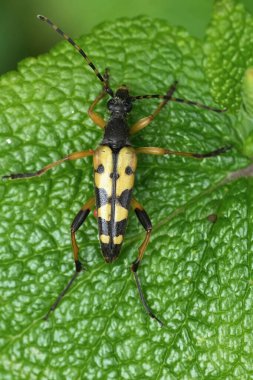 Avrupa benekli uzun boynuz böceği, yeşil yapraklı Leptura maculata