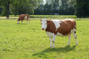 İki kahverengi ve beyaz inek yemyeşil bir çayırda otluyor arka planda ağaçlar var..