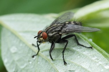 Su damlacıkları ile yeşil bir yaprağa tünemiş kırmızı gözlü bir sineğin yakın çekimi..