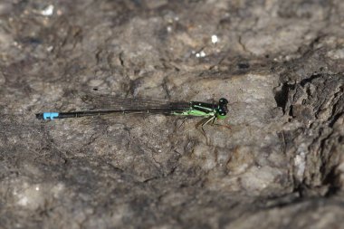 Ischnura dikey doğu Forktail Damselfly bir kaya üzerinde dinleniyor, hassas kanatlarını ve mavi kuyruğunu doğal bir ortamda gösteriyor.