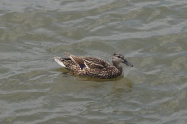 Dalgalanan suda yüzen bir ördeğe yakın çekim. Kahverengi ve gri tüyleri, dingin görünüşü ve su bitkileri var.