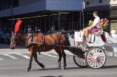 Kafasında kırmızı tüyler olan kahverengi bir New York atı, erkek bir yolcuyla birlikte beyaz bir arabayı şehre çeker. Araba kırmızı yastıklar ve çiçeklerle süslenmiş.
