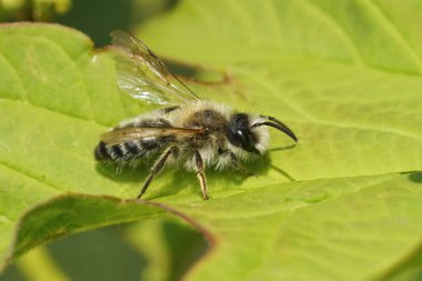 Kıllı erkek, beyaz göbekli maden arısı Andrena Gravida, açık kanatlı yeşil bir yaprağın üzerinde oturuyor.