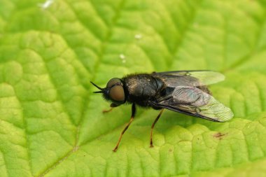 Odontomyia tigrina tarlada yeşil bir yaprağın üzerinde oturan utangaç siyah albay sodier fly hakkında detaylar.
