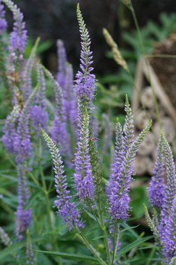 Vertical closeup on the brilliant blue flowers of Culver's root, Veronicastrum virginicum in the garden clipart