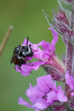 Natural closeup of the gorgeous, colorful cleptoparasite solitary bee, Epeoloides coecutiens drinking nectar from a purple loosestrife flower clipart