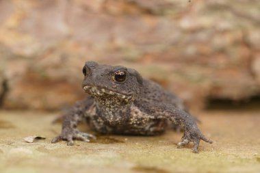 Benekli derili Avrupalı bir kurbağanın yakın çekimi, taş bir yüzeyde tetikte duruyor..