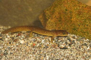 Kuzey Oregon 'da nesli tükenmekte olan ve korunmakta olan Kolombiya torrent semenderi Rhyacotriton kezeri' ye yakın plan.