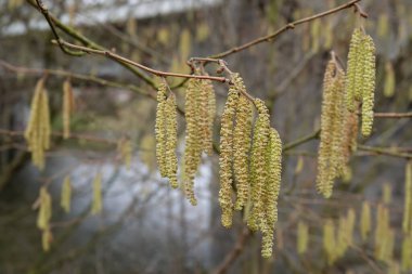 Ağaç dallarından sarkan fındık ağaçlarının yakın çekimi ilkbaharın başlarında olduğunu gösteriyor. Yumuşak odak arka planı taze büyümeyi ve daha sıcak günler vadetmeyi vurguluyor..