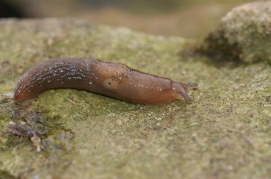 Kahverengi bir sümüklü böcek dokulu, yosunlu yeşil bir yüzey boyunca sürünür. Yakın çekim, yumuşak ışık altında yaratığın doğal ortamındaki yavaş hareketini yakalar..
