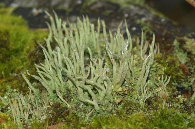 Küçük bir pudra boynuzu bardağının doğal yakın çekimi. Cladonia coniocraea büyür.