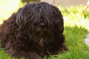 Ayrıntılı. Siyah bir Bouvier de Flandres çoban köpeğinin çimlerin üzerinde dinlenirken yüz resmi.
