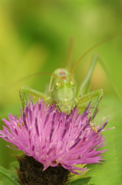 Tettigonia viridissima adlı büyük yeşil çalı cırcırböceğinin detaylı görüntüsü, mor bir knapweed çiçeğinin üzerine tünemiş.