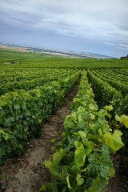 Canlı bir üzüm bağı, yemyeşil yapraklı sonsuz üzüm bağlarının yer aldığı bir yer olarak ele geçirildi. Manzara ufka kadar uzanıyor, gökyüzünün bulutlarla kaplı olduğu yere..