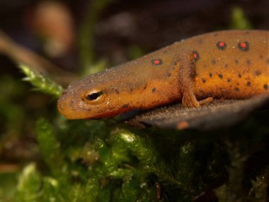 Notophthalmus viridescens ya da Eastern Broken-Striped, Central, Peninsula ya da Red Spotted Newt üzerine doğal yakın çekim