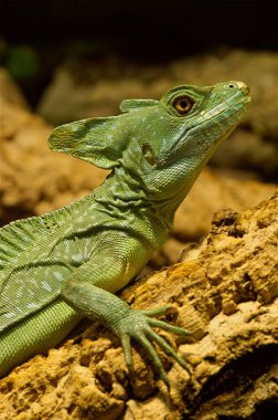 Renkli yeşil bir basilisk, teraryumdaki Basiliscus tüylü basilisk 'in kafasının ayrıntılı görüntüsü