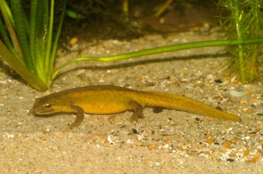 Sarı renkli Carpathian semenderi Lissotriton montandoni 'nin detaylı görüntüsü.