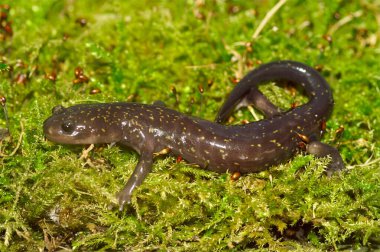 Japon nehir kenarı Hida ya da Hondo semenderi Hynobius okiensis 'in yeşil yosun üzerine yakın plan görüntüleri.