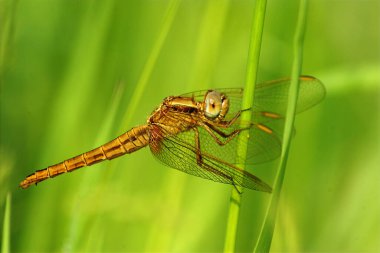 Natural closeup on a Broad scarlet dragonfly, Crocothemis erythraea clipart