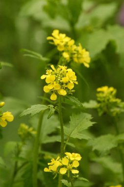 Çiçek açan beyaz hardal Sinapis alba 'nın doğal dikey görüntüsü.