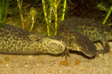 İki Cezayirli tırtıklı semender Pleurodeles nebulosus 'un detaylı görüntüsü.